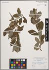 Foto von Salix cinerea L.